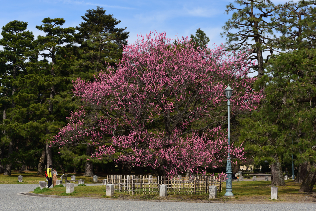 190318d京都御苑35