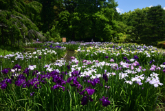 220609京都植物園18