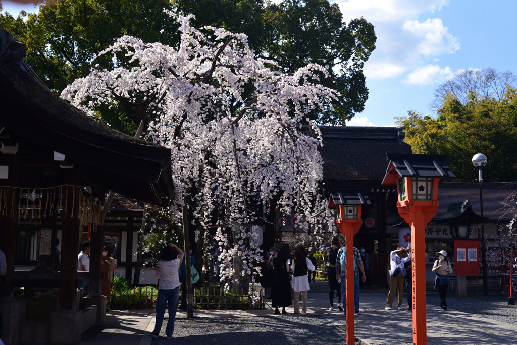 230322g平野神社23
