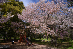 230327a京都御苑43