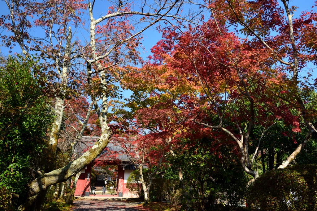 181111a常照寺01
