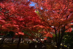 241203b相国寺08