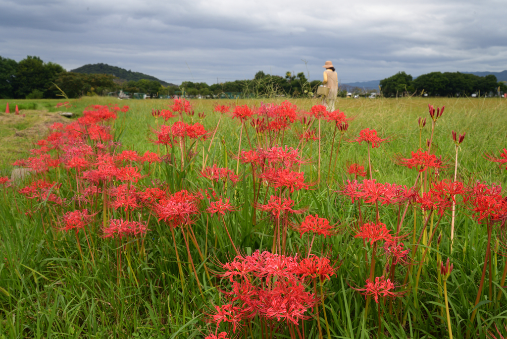 220921b藤原宮跡33