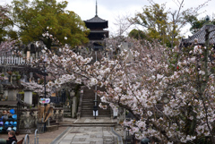 240404c金戒光明寺20