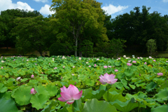 250712万博公園14