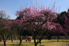 190218荒山公園39