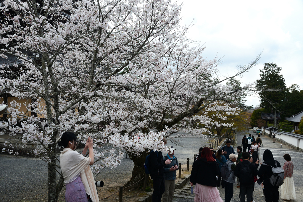250403f南禅寺12