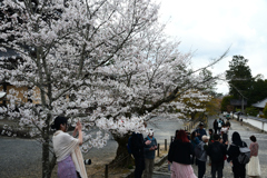 250403f南禅寺12