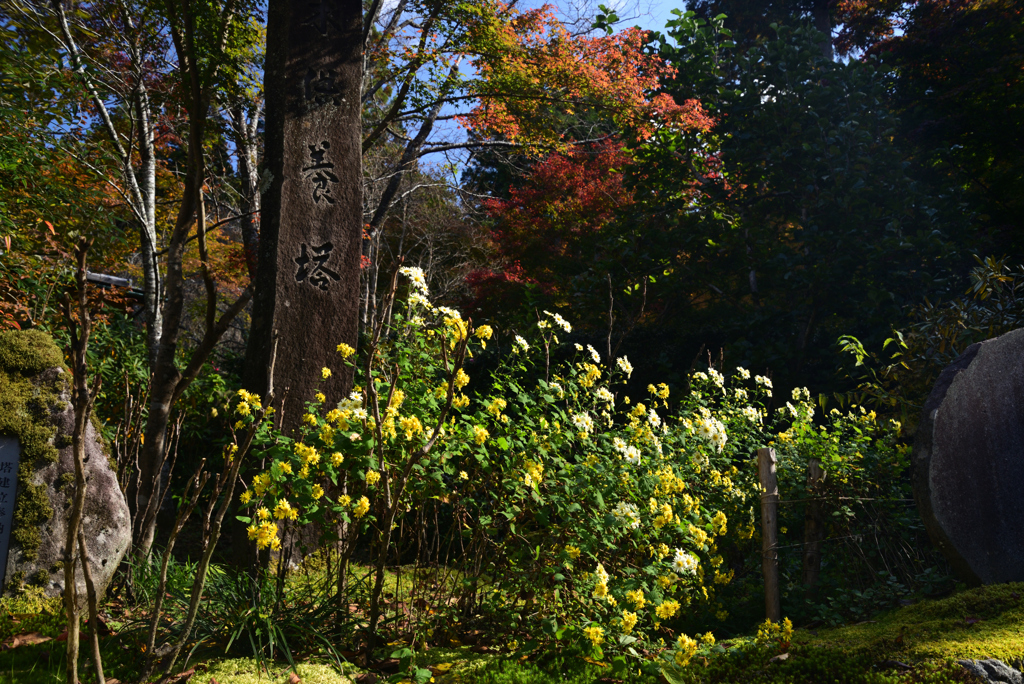 221104b三千院39