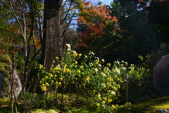 221104b三千院39