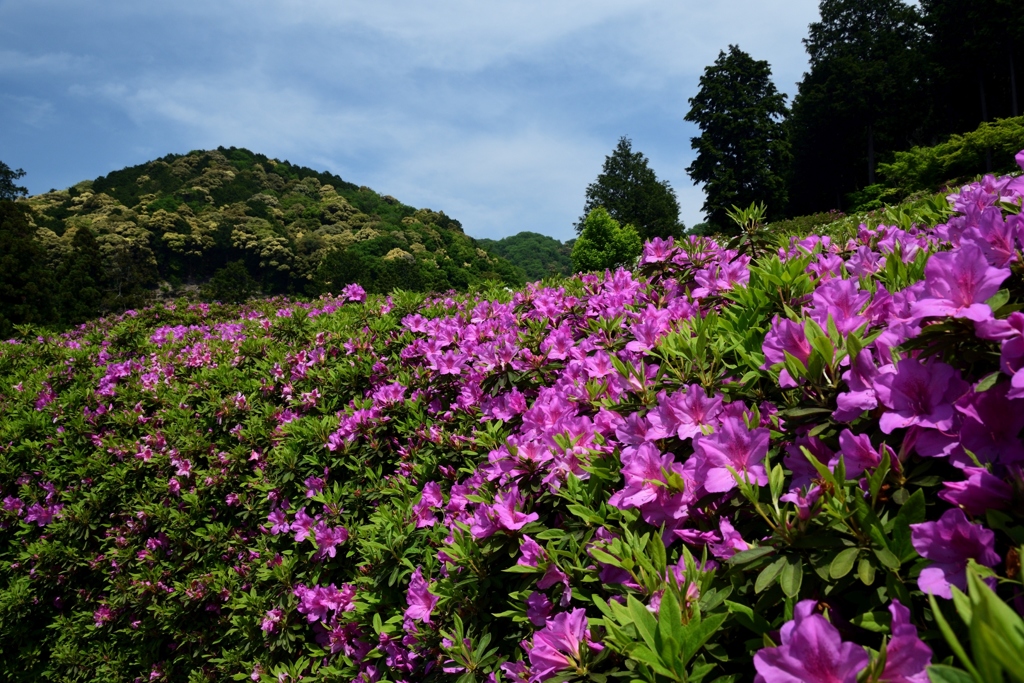 180501三室戸寺60+