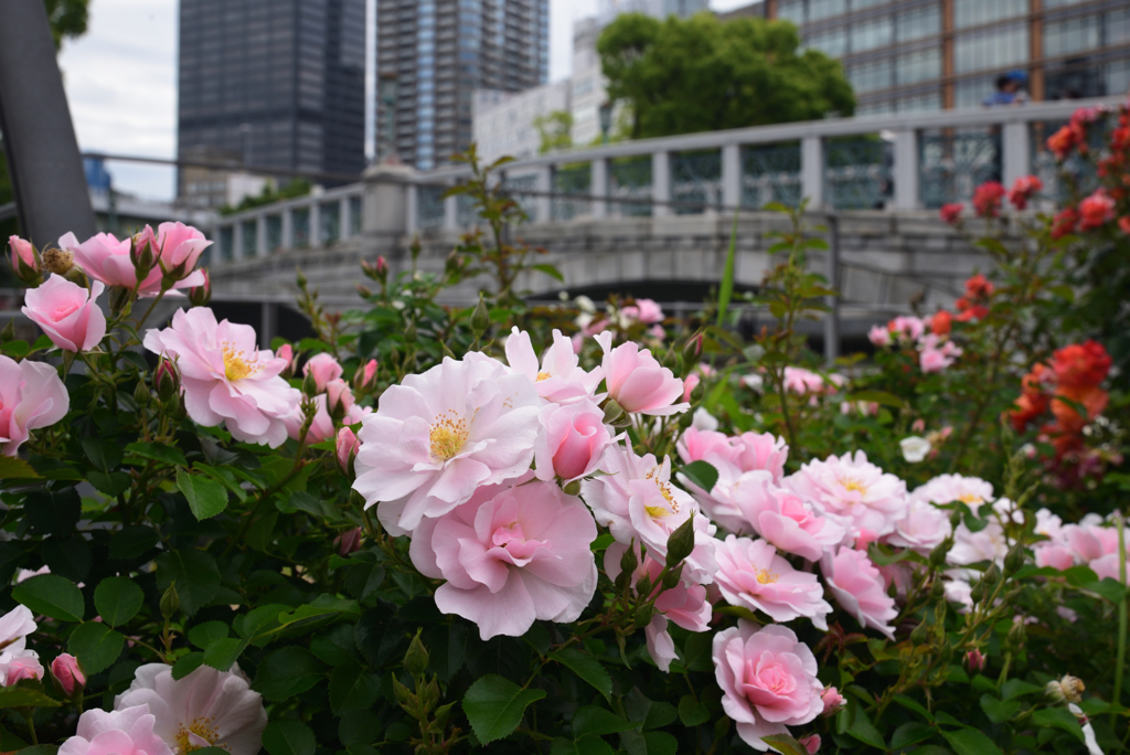 200522中之島公園31