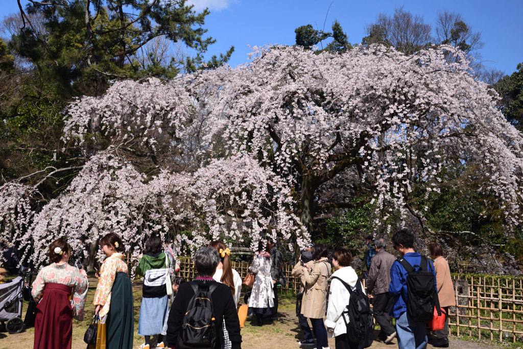 200320h京都御苑15