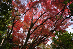 211116c光悦寺43