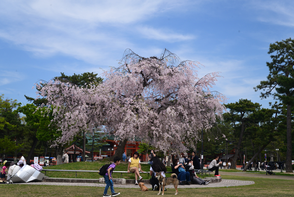 240413d岡崎公園46