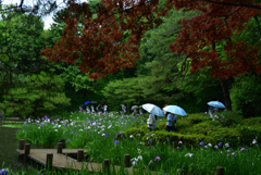 190607平安神宮20