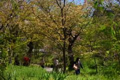 190420c平野神社47
