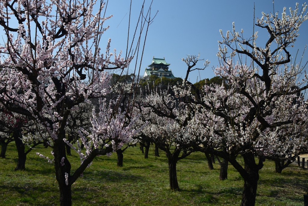 180312大阪城19