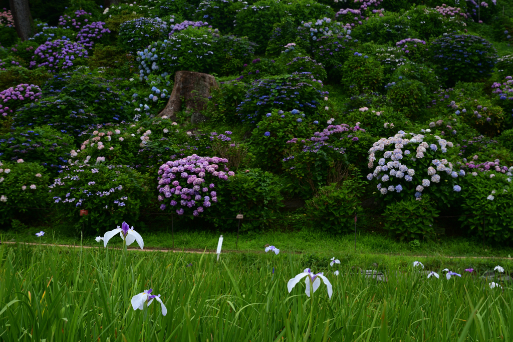 230623g小田原城94