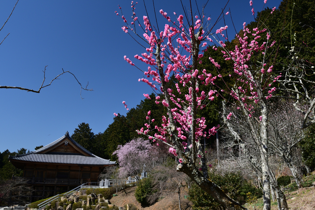 230315石山寺30
