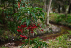 200119京都植物園29 200119京都植物園29