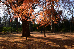 211216b京都御苑22