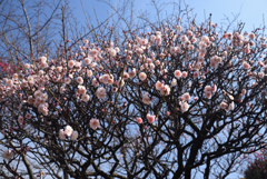 190218荒山公園33