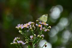 240929京都植物園07