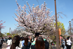 250408b造幣局29