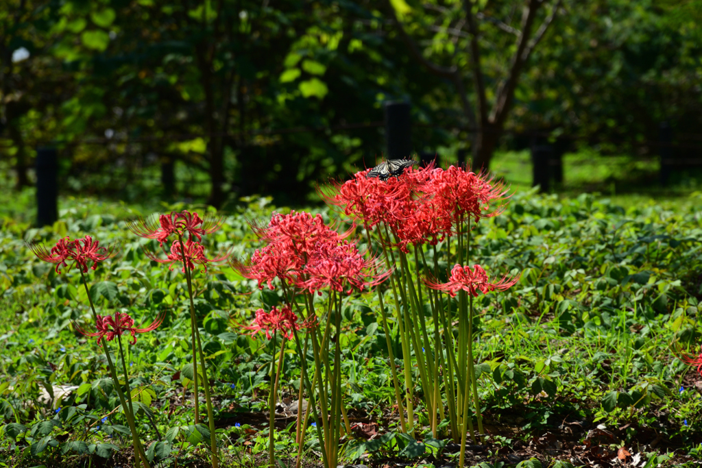 221002京都植物園39