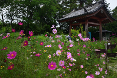 190705般若寺43