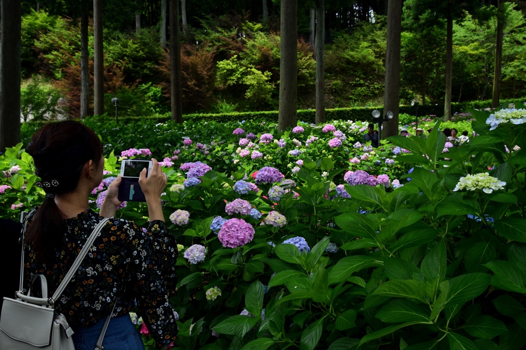 180614a三室戸寺64+
