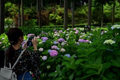 180614a三室戸寺64+