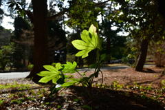 260131a京都植物園05
