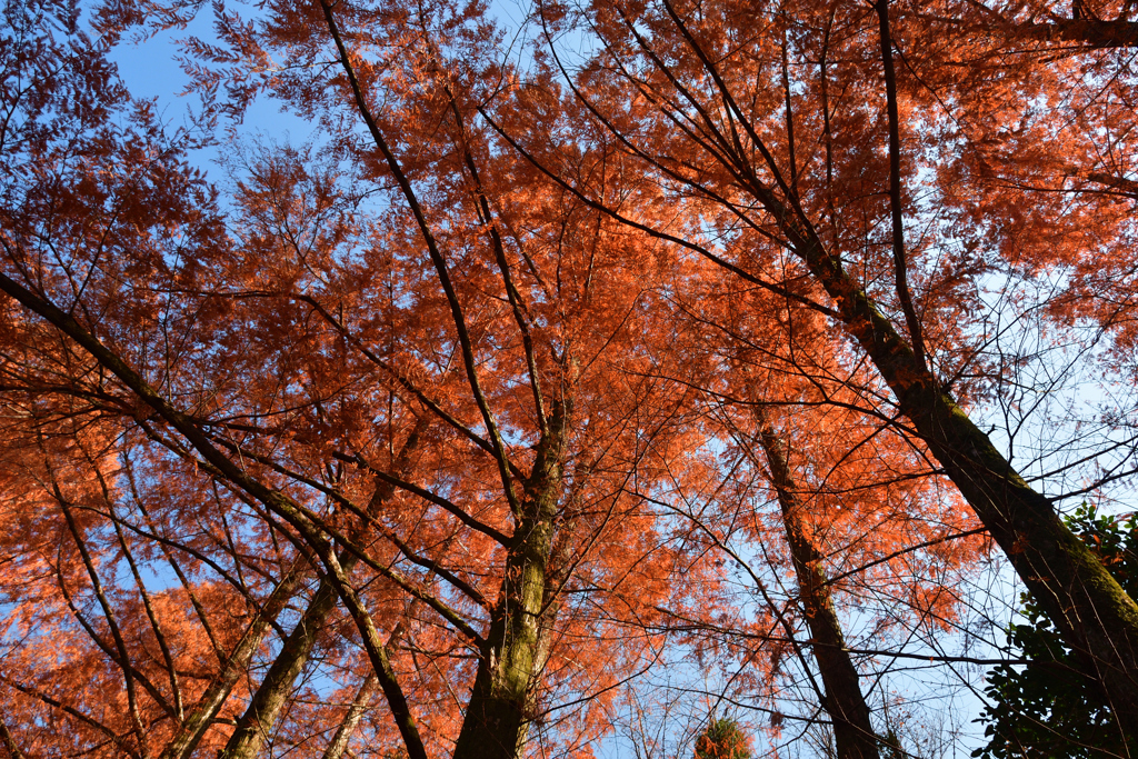 251207a京都植物園31