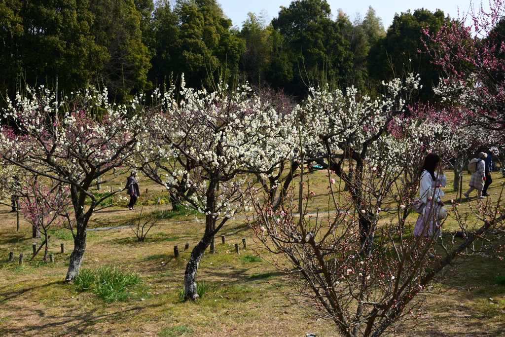 220305a山田池公園19