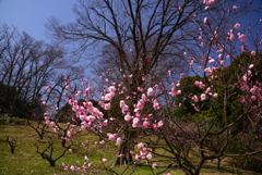 220316a市大植物園39