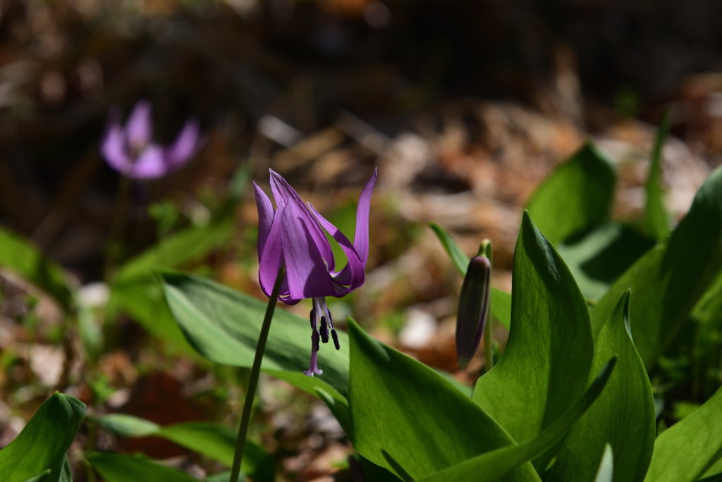 220316a市大植物園10