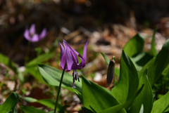 220316a市大植物園10