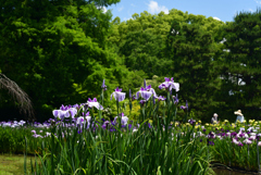 220609京都植物園32