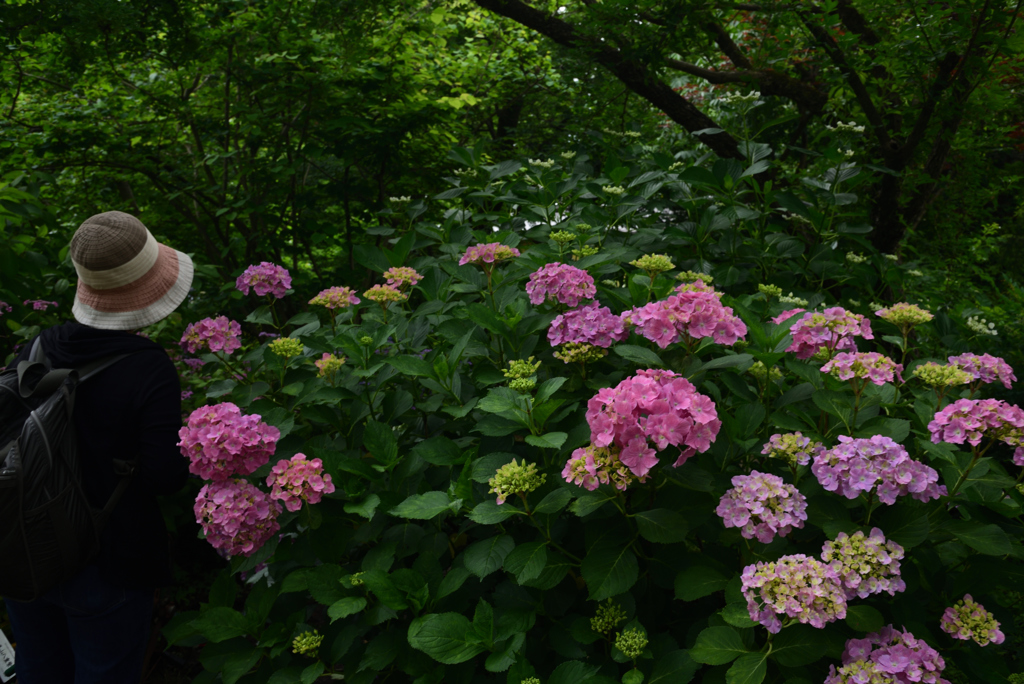 190612京都植物園49