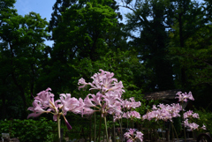 200805京都植物園35