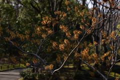 190302a万博公園65