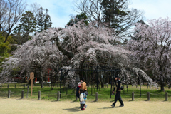 250331a上賀茂神社12