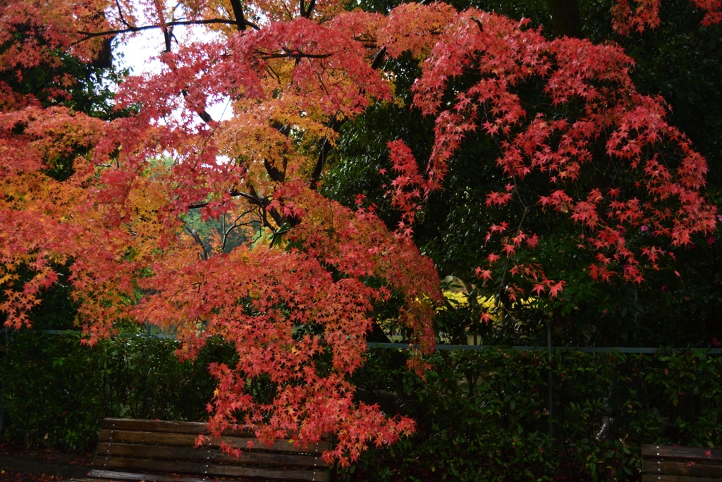 181204b京都御苑29