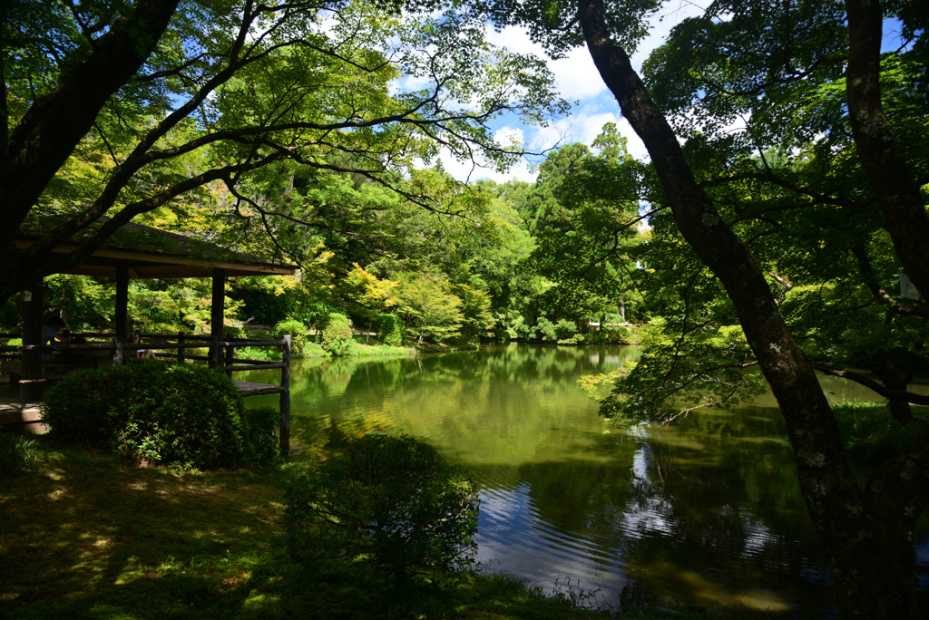 240823京都植物園22