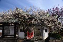 250314a北野天満宮04
