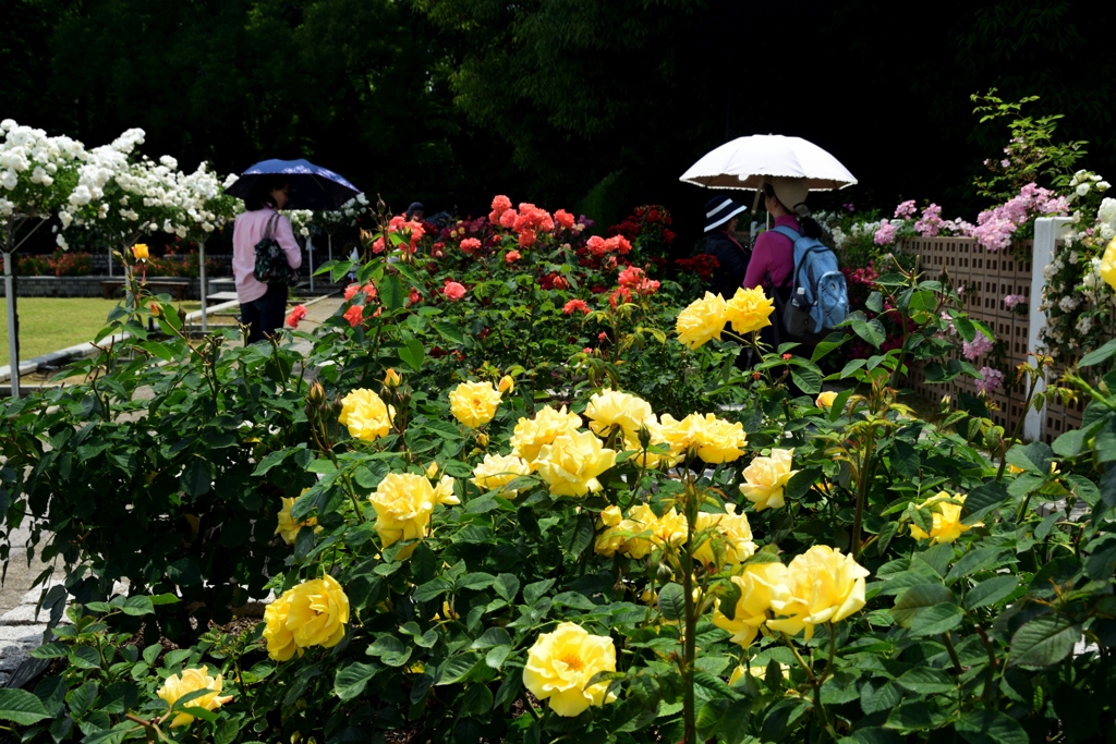 180516長居植物園42+