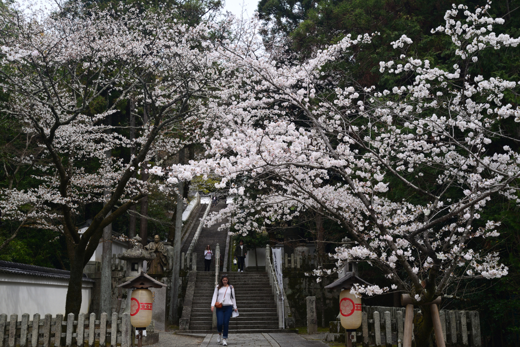 240402i知恩院19