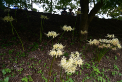 210920c明日香稲渕21